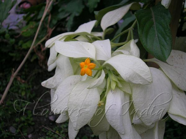 White Mussaenda